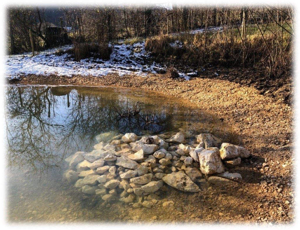Courgenay – création de mares et murgiers, protection du crapaud accoucheur